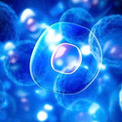 Bài 20. Tế bào - Đơn vị cơ bản của sự sống