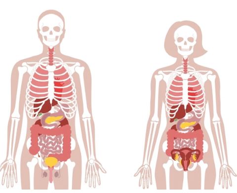 Khái quát về cơ thể người